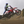 Two-Strokes Only 2026 Honda CR500